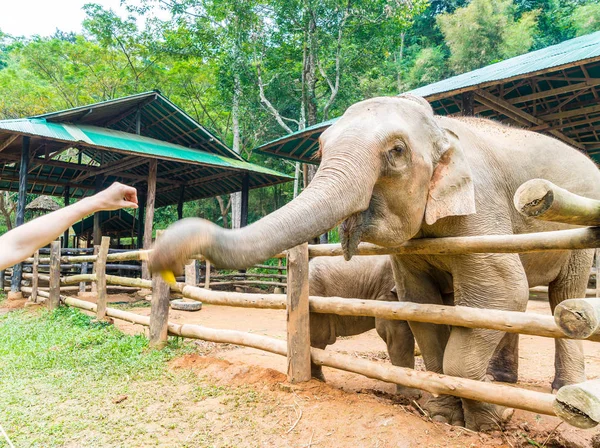 Elephant at Chiang Mai, Thailand — 图库照片
