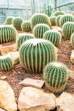 houseplant güzel kaktüs