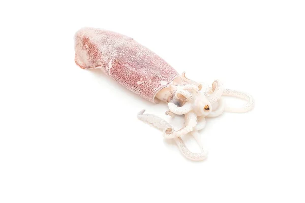 Frisk blæksprutte eller blæksprutter, rå - Stock-foto