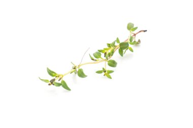 Beyaz arkaplanda taze kekik