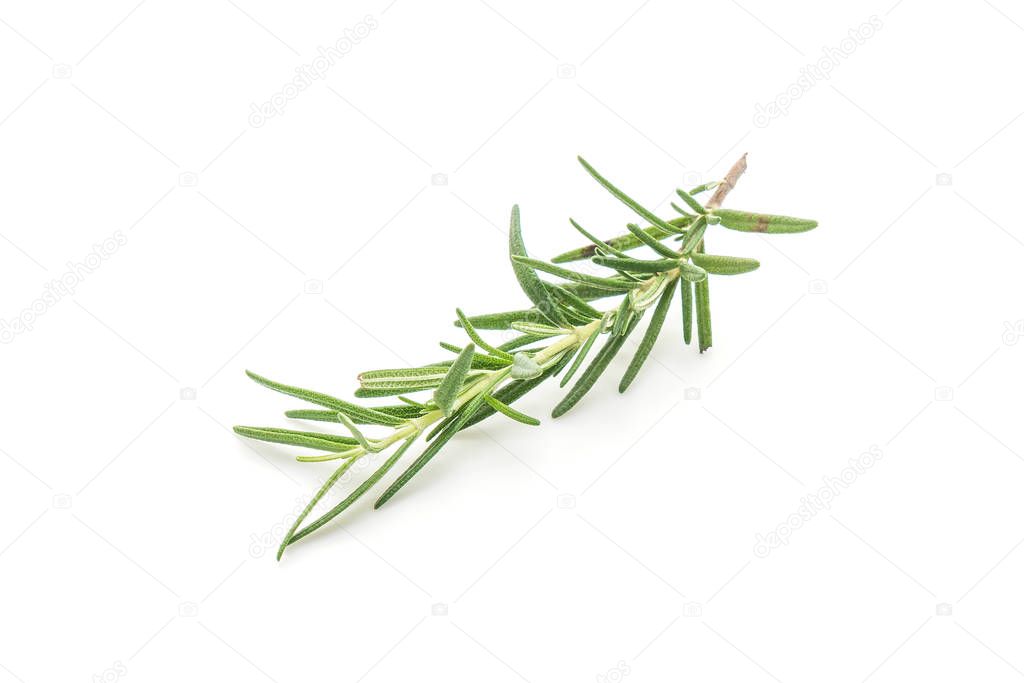 fresh rosemary on white background