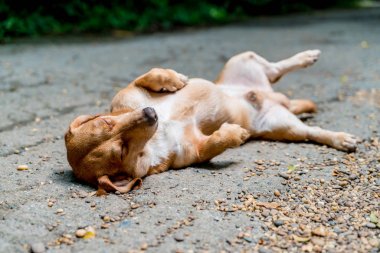zeminde uykulu köpek