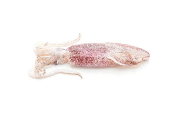 Pulpo fresco o calamares crudos —  Fotos de Stock