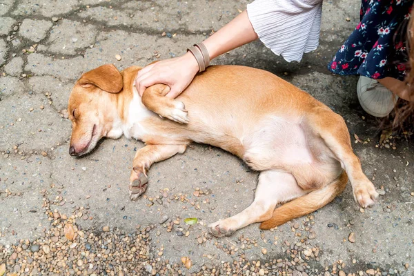 Собака спить на землі — стокове фото