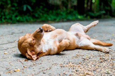 zeminde uykulu köpek