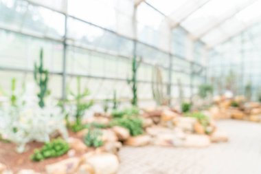 kaktüs houseplant bulanıklık 