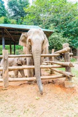 elephant at Chiang Mai, Thailand