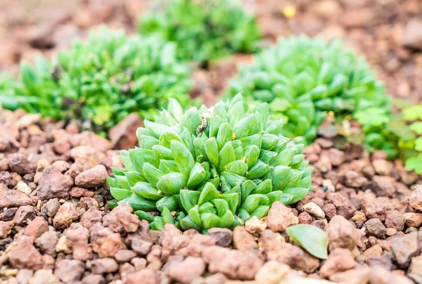 houseplant güzel kaktüs