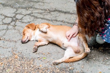 zeminde uykulu köpek