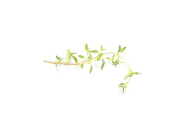 Beyaz arkaplanda taze kekik