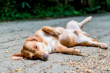 zeminde uykulu köpek