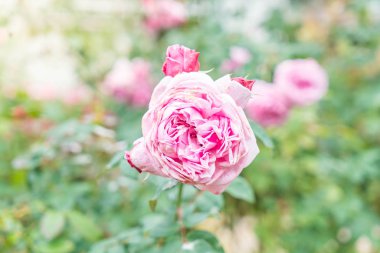 Gül bahçesinde çiçek 