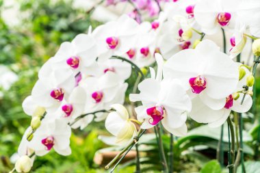 houseplant güzel orkide