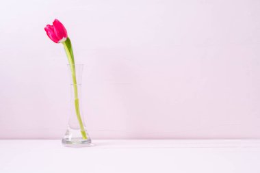 ahşap arka plan üzerinde Pembe Lale çiçek