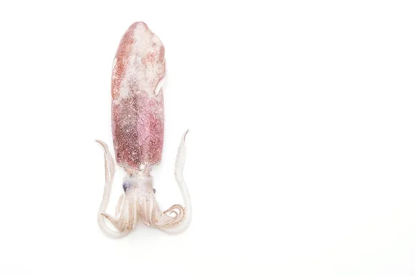 Pulpo fresco o calamares crudos — Foto de Stock