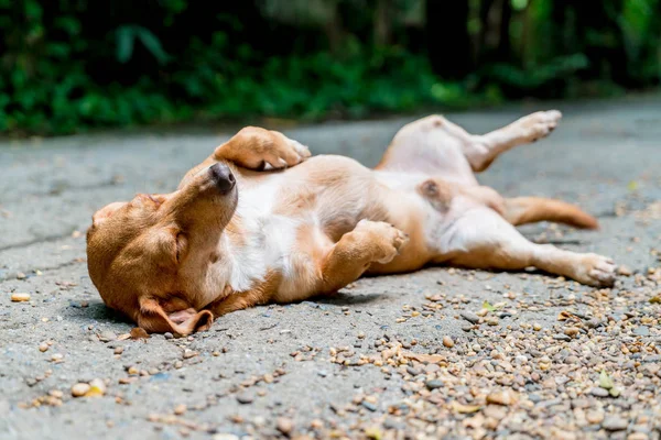 zeminde uykulu köpek