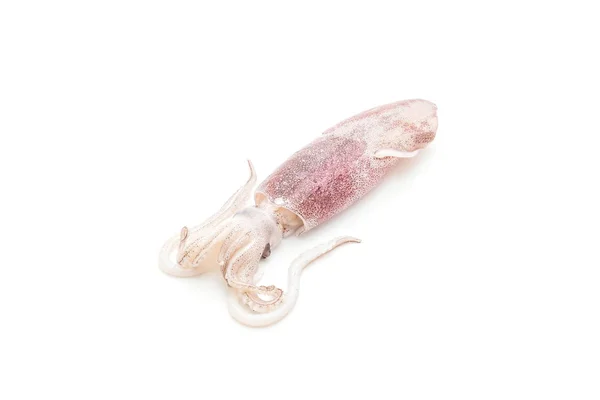Fresh octopus or squids raw — Stock Photo, Image