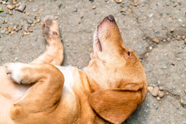 Собака спить на землі — стокове фото