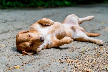 zeminde uykulu köpek