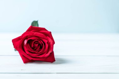 Tahtadaki kırmızı gül 