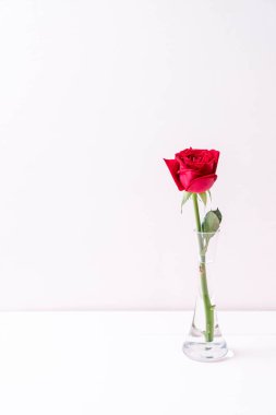 Tahtadaki kırmızı gül 