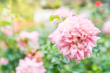 Gül bahçesinde çiçek 