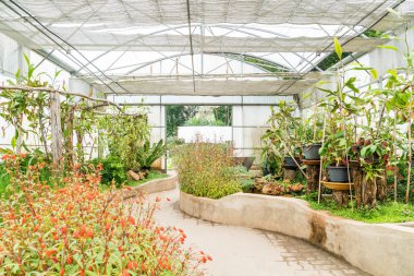 houseplant kreş için