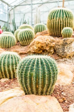 houseplant güzel kaktüs