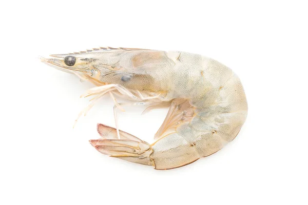 Fresh shrimps or prawns raw — Stock Photo, Image