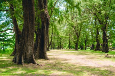 Phuket, Tayland Ulusal parkta ağaç