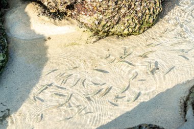 Deniz plaj Rock kuma balık