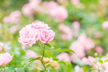 Gül bahçesinde çiçek 