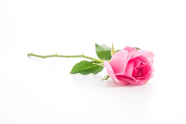 Rose rose sur fond blanc — Photo