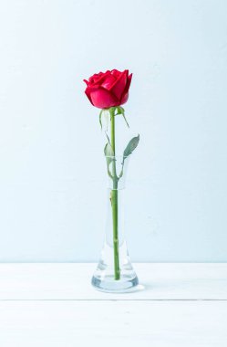 Tahtadaki kırmızı gül 