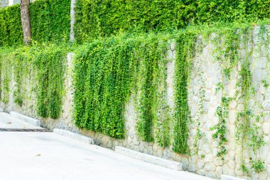 Duvardaki ağaç yaprak 