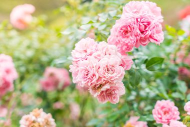 Gül bahçesinde çiçek 