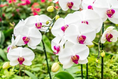 houseplant güzel orkide