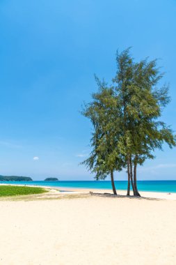 Güzel tropikal plaj ve deniz parad Hindistan cevizi hurma ağacı ile