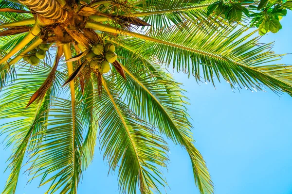 Hindistan cevizi hurma ağacı gökyüzü ile