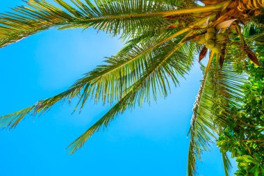 Hindistan cevizi hurma ağacı gökyüzü ile