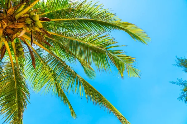 Coconut palm tree with sky — Stock Photo, Image