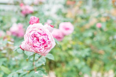 Gül bahçesinde çiçek 