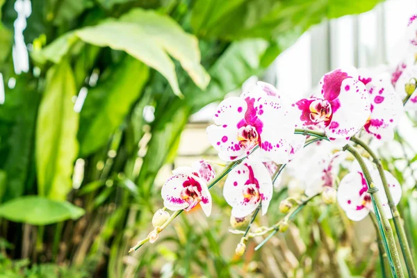 Prachtige orchidee in kamerplant — Stockfoto