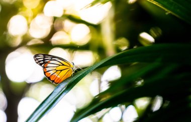 güzel Kelebek ağacı - seçici üzerinde nokta odaklı