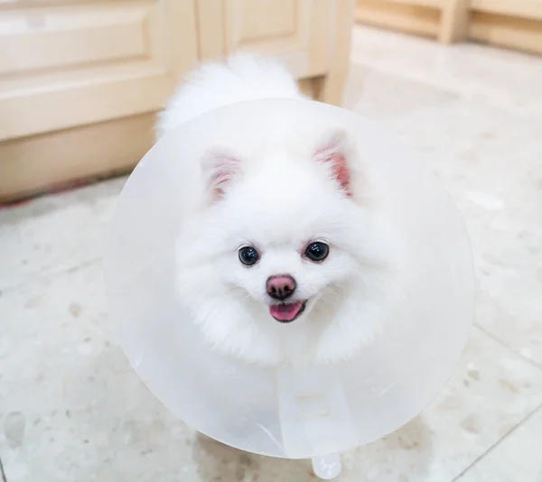 Cão Pomerano Branco Com Colarinho Ponto Foco Seletivo — Fotografia de Stock