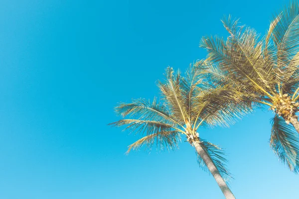 Palmeras de coco con cielo azul — Foto de Stock