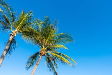 Mavi gökyüzü olan hindistan cevizi palmiyeleri