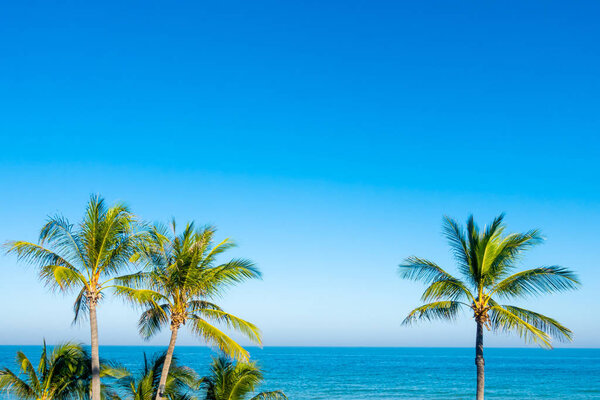 coconut palm trees with blue sky