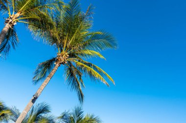 Mavi gökyüzü olan hindistan cevizi palmiyeleri