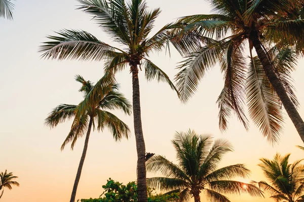 Beautiful Coconut Palm Tree Sunset Twilight Sky — Stock Photo, Image